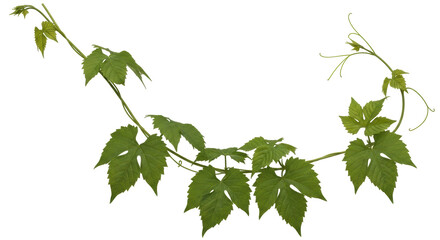Isolated Grapevine Branch