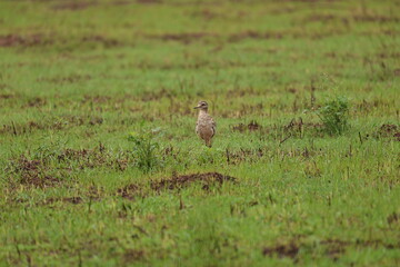 Thick Knee near occupied Nest