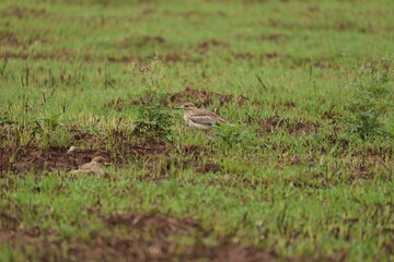 Thick Knee near occupied Nest