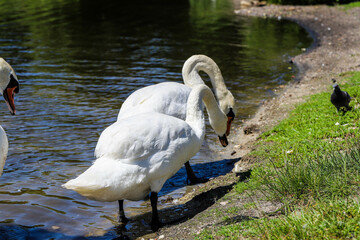 Graceful Swans in Close Up on a Mirror Like Lake