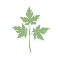 Nettle leaf shows a detailed botanical illustration of plant, created with delicate linework and a soft color palette. Nettle leaf's subtle details highlight texture and form.
