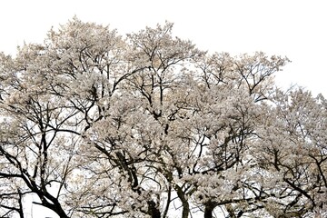 Cherry blossom branches in full bloom against isolated white background. The soft pink petals and branches represent hanami season ,beauty of spring in Japan. Perfect for sakura concept design.