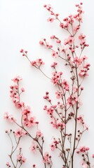 Naklejka premium Pink Blossom Branches on White Background