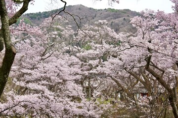 Forest cherry blossom branches in full bloom against a clean white background. Mountain range with...