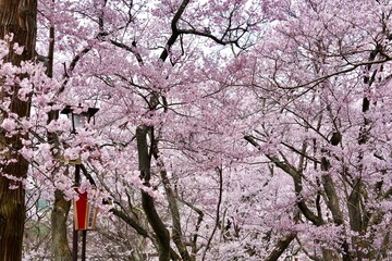 Cherry blossom branches in full bloom against isolated white background. The soft pink petals and branches represent hanami season ,beauty of spring in Japan. Perfect for sakura concept design.