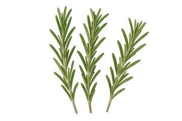 Obraz premium Three sprigs of fresh rosemary on transparent background