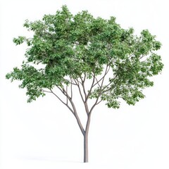 Obraz premium Real Green wide tree isolated green illustration.