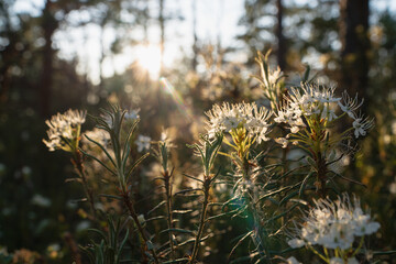 A serene close-up of wild marsh Labrador tea flowers blooming in the swamp, beautifully backlit by...