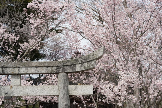 Cherry blossom branches in full bloom in above tradition old  Torei or Torii  in Japanese style.The soft pink petals and branches represent the beauty of spring in Japan. Perfect for use in design.