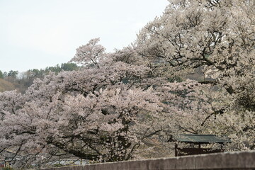 Forest cherry blossom branches in full bloom against a clean white background. Mountain range with...