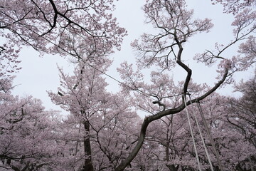 Cherry blossom branches in full bloom against isolated white background. The soft pink petals and delicate branches represent the beauty of spring in Japan. Perfect for use in design.