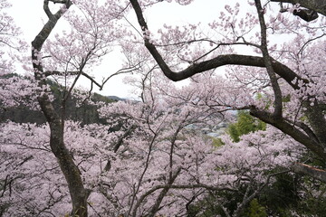Forest cherry blossom branches in full bloom against a clean white background. Mountain range with soft pink petals and delicate branches represent the beauty of spring in Japan. Perfect design.