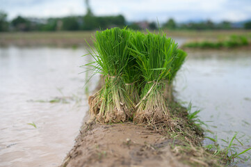 Young rice plants bundled and planted in a muddy paddy field, ready for cultivation.
