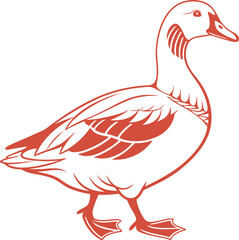 duck isolated on white background