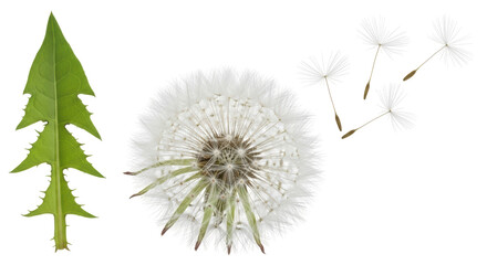 Isolated Dandelion with Seeds