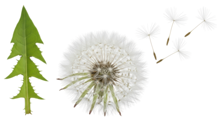 Isolated Dandelion with Seeds