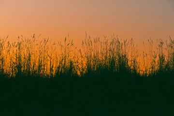 evening roadside grass
