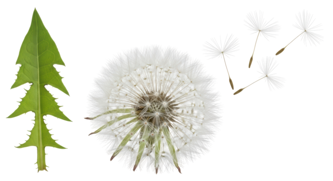 Isolated Dandelion with Seeds