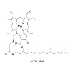 Fototapeta premium β-Chlorophyll skeletal structure. Chlorin-type tetrapyrrole pigment compound schematic illustration. Simple diagram, chemical formula.