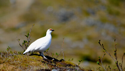 The very beautiful Svalbard Rock Ptarmigan bird in the wild