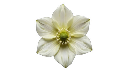 Photorealistic image of a Helleborus flower isolated on transparent background. Softly cupped petals in pale tones with speckled center and detailed stamens. Botanical macro with gentle lighting.