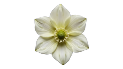 Photorealistic image of a Helleborus flower isolated on transparent background. Softly cupped petals in pale tones with speckled center and detailed stamens. Botanical macro with gentle lighting.