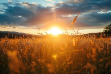 Fototapeta premium Field sun landscape sunlight.