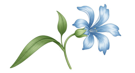 Isolated Blue Flower