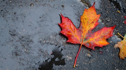 Autumn leaf on wet pavement