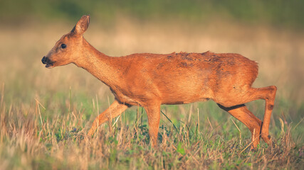 Roe deer doe crossing a meadow. Capreolus capreolus, Touraine, Indre et Loire 37, région Centre Val de Loire, France, European Union, Europe