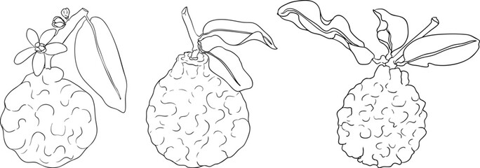 Vector line illustrations of bergamot fruit. Perfect for botanical designs, food packaging, or wellness branding