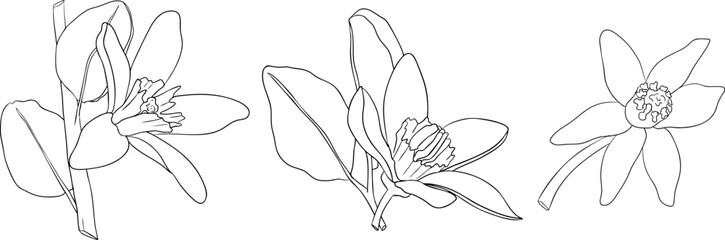 Vector line illustrations of bergamot fruit. Perfect for botanical designs, food packaging, or wellness branding
