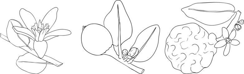 Vector line illustrations of bergamot fruit. Perfect for botanical designs, food packaging, or wellness branding