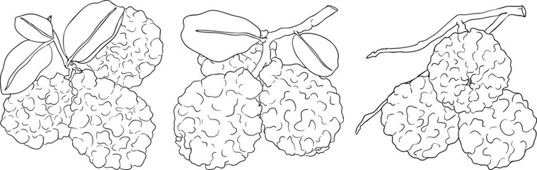 Vector line illustrations of bergamot fruit. Perfect for botanical designs, food packaging, or wellness branding