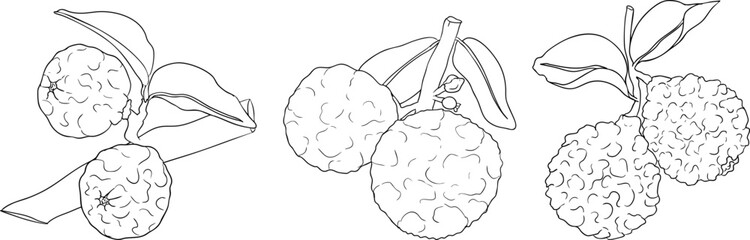 Vector line illustrations of bergamot fruit. Perfect for botanical designs, food packaging, or wellness branding