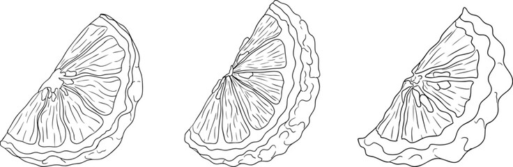 Vector line illustrations of bergamot fruit. Perfect for botanical designs, food packaging, or wellness branding