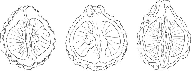 Vector line illustrations of bergamot fruit. Perfect for botanical designs, food packaging, or wellness branding