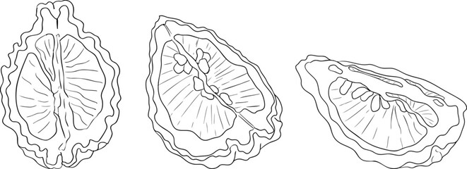 Vector line illustrations of bergamot fruit. Perfect for botanical designs, food packaging, or wellness branding