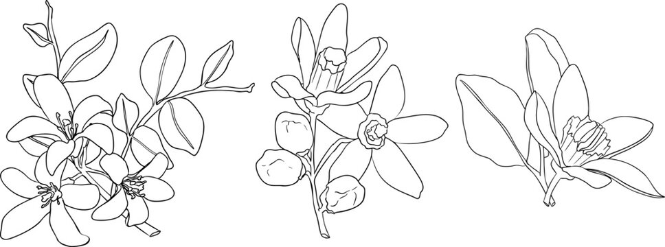 Vector line illustrations of bergamot fruit. Perfect for botanical designs, food packaging, or wellness branding