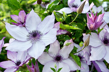 Purple clematis flowers blooming in the garden