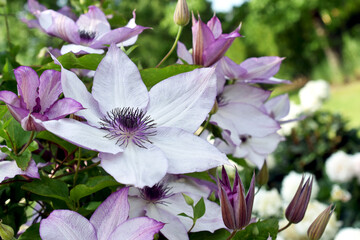 Purple clematis flowers blooming in the garden