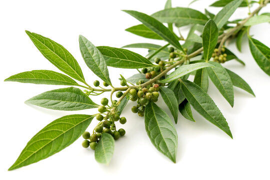 An image showcasing limonia feronia fruit on white background