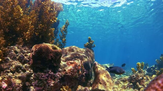 Corals long seaweed and grass a school of wrasse on a reef atoll sea bottom