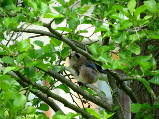 jay garrulus glandarius bird on tree branch	