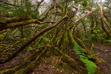 Mossy laurisilva trees in Anaga, Tenerife