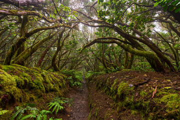 Mossy laurisilva trees in Anaga, Tenerife