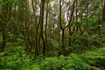 Ferns and mossy trees in Anaga