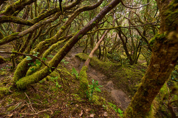 Mossy laurisilva trees in Anaga, Tenerife