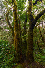 Mossy trees in Anaga