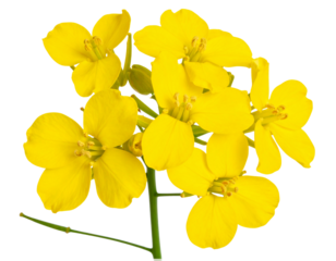  Bright Yellow Wallflower Bloom Isolated on Transparent Background PNG